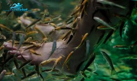 عکس فیش اسپا استخر نشاط مشهد