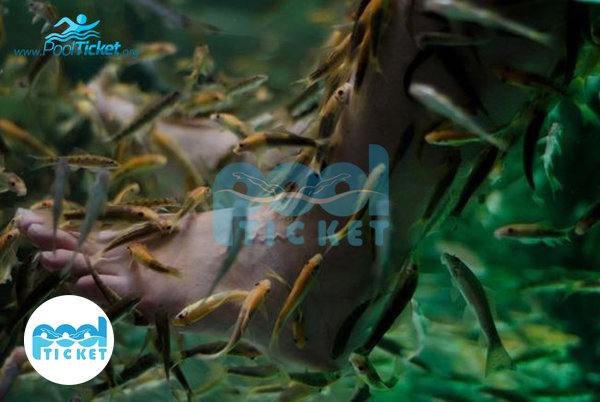 عکس فیش اسپا استخر نشاط مشهد