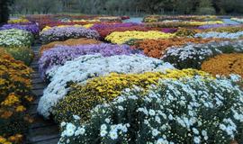 عکس باغ گل گیاه‌شناسی ایران تهران