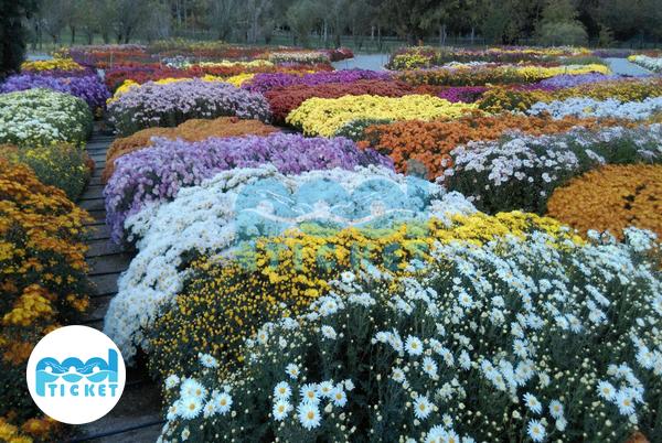 گونه‌های گیاهان دارویی باغ گیاه‌شناسی ایران تهران